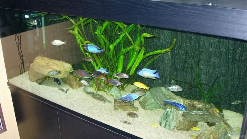 Aquarium Becken 585 von Daniel Riedel (3)