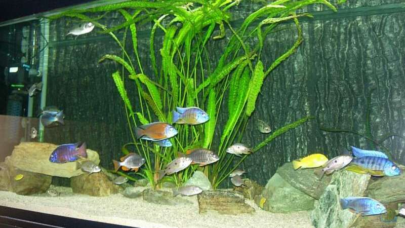 Aquarium Becken 585 von Daniel Riedel (4)