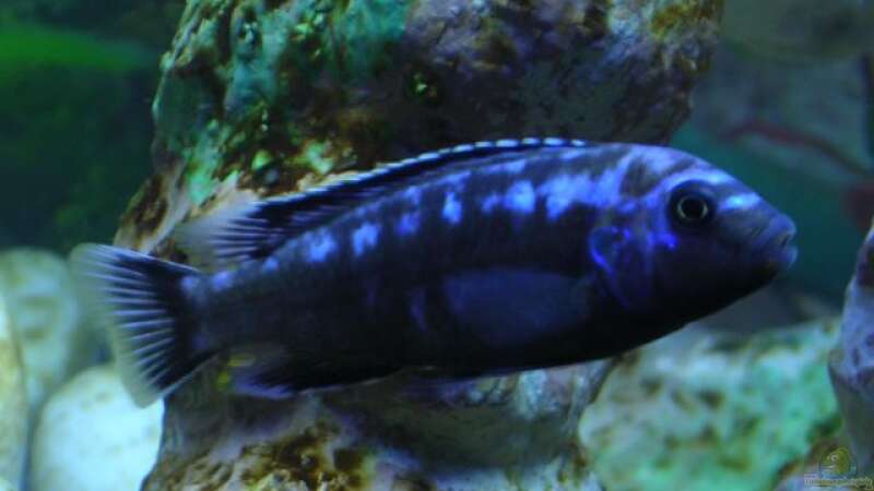 Interruptus Männchen (Melanochromis) von Zoltan Bene (18)