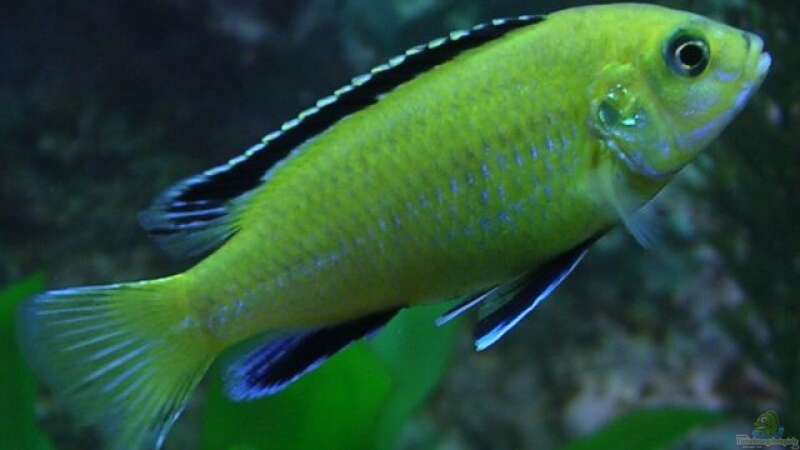 Yellow Männchen (Labidochromis Caurelius) von Zoltan Bene (23)