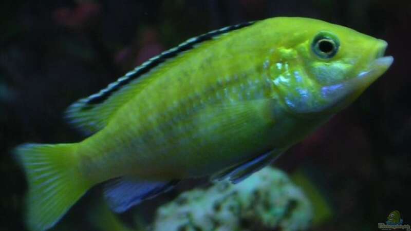 Yellow Weibchen (Labidochromis Caurelius) von Zoltan Bene (24)