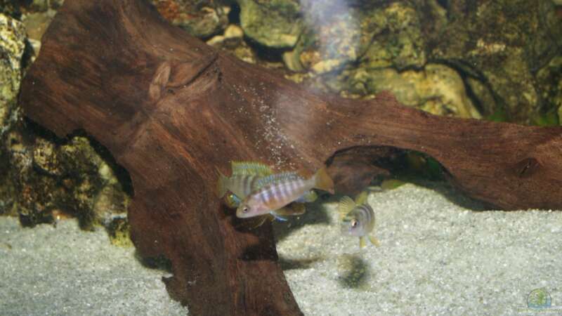 Labidochromis Hongi- Kindergarten von AquaAndy (3)
