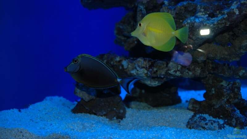 Aquarien mit Zebrasoma flavescens (Hawaii Doktorfisch)
