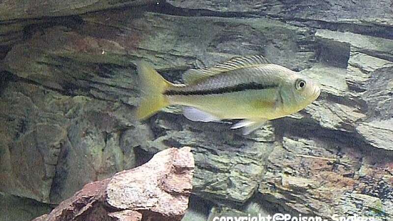 Einrichtungsbeispiele für die Haltung von Dimidiochromis kiwinge im Aquarium  - Dimidiochromis-kiwinge-slnkaquarium