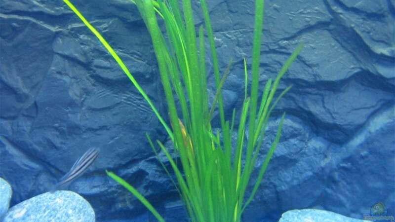 Pflanzen im Aquarium Becken 608 von carlito (3)