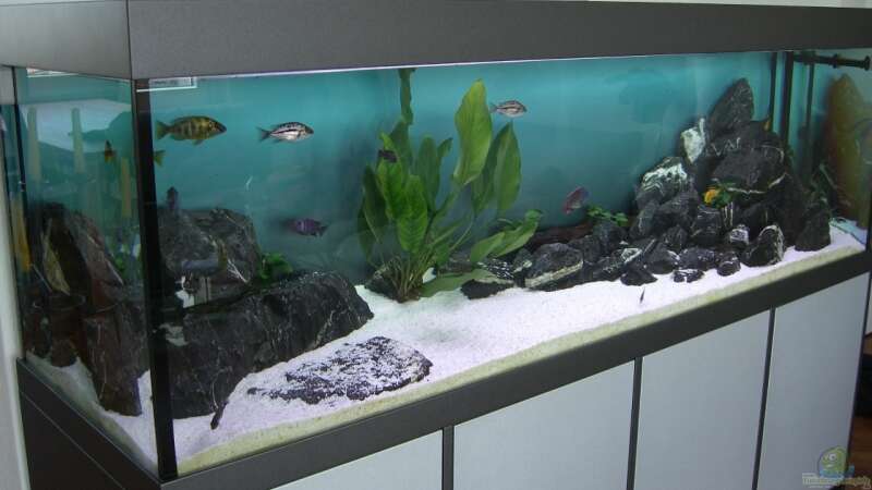 Aquarium Becken 6090 von Eveline Wiss (2)