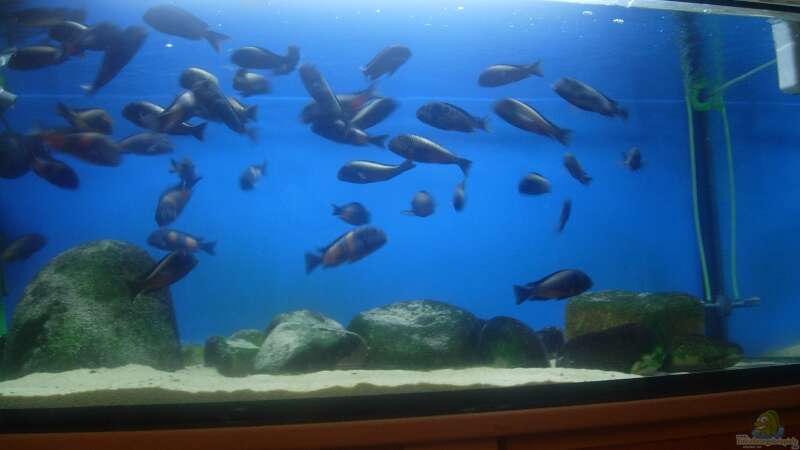 Aquarium Becken 614 von Daniel Riedel (2)