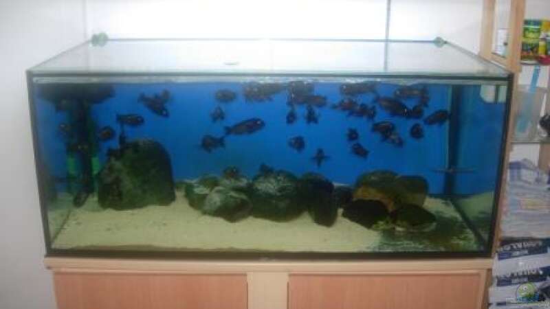 Aquarium Hauptansicht von Becken 614 von Daniel Riedel (1)