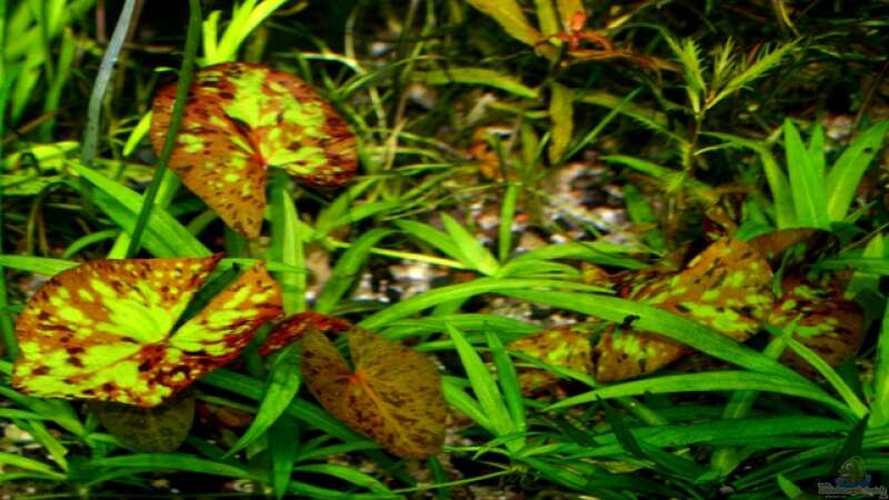 Kleinblütige Seerose/Tigerlotus (Nymphaea micrantha) von @mazonas (29)