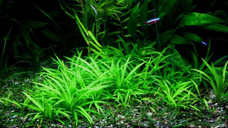 Echinodorus latifolius im Aquarium pflegen (Einrichtungsbeispiele für Mittlere Schwertpflanze)  - Echinodorus-latifoliusaquarium