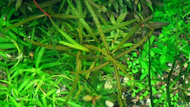 Weidenblättriger Wasserfreund (Hygrophila salicifolia sp. Tiger) von @mazonas (31)