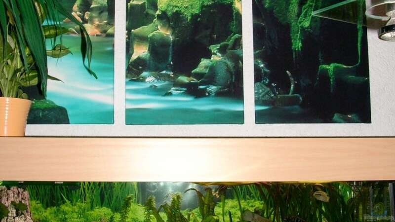 Aquarium Becken 6221 von Michael Paulisch (2)
