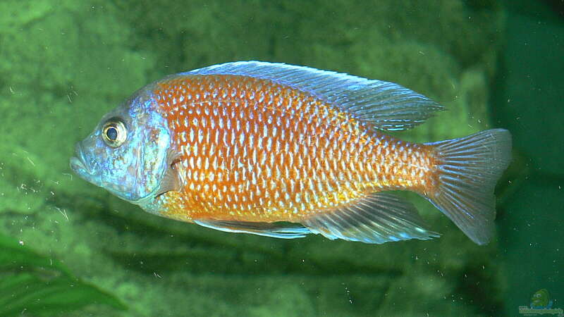 Copaidichromis borleyi ´Kadango Red Fin´ Männchen von Christian Klar (16)