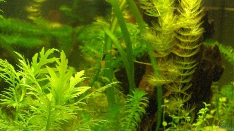 Pflanzen im Aquarium Becken 6256 von Gass (3)