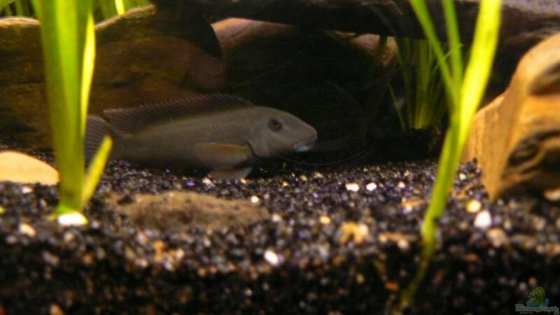 Aquarium