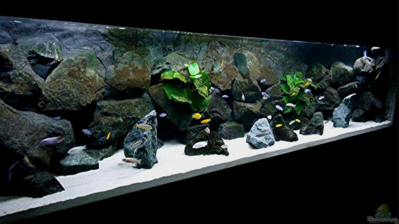 Aquarium Bilskirnir von T H O R (11)