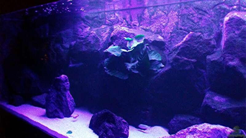 Aquarium Bilskirnir von T H O R (6)