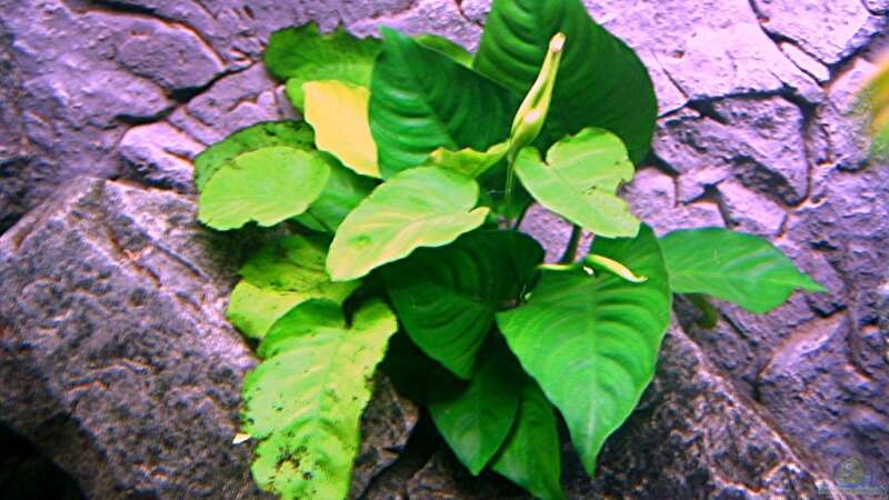 Pflanzen im Aquarium Bilskirnir von T H O R (22)