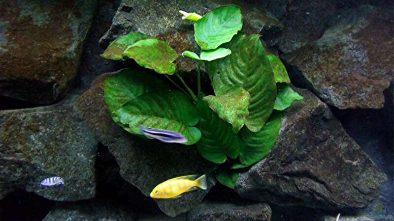 Pflanzen im Aquarium Bilskirnir von T H O R (24)