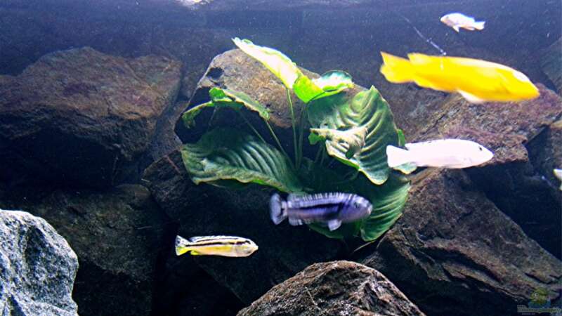 Pflanzen im Aquarium Bilskirnir von T H O R (34)