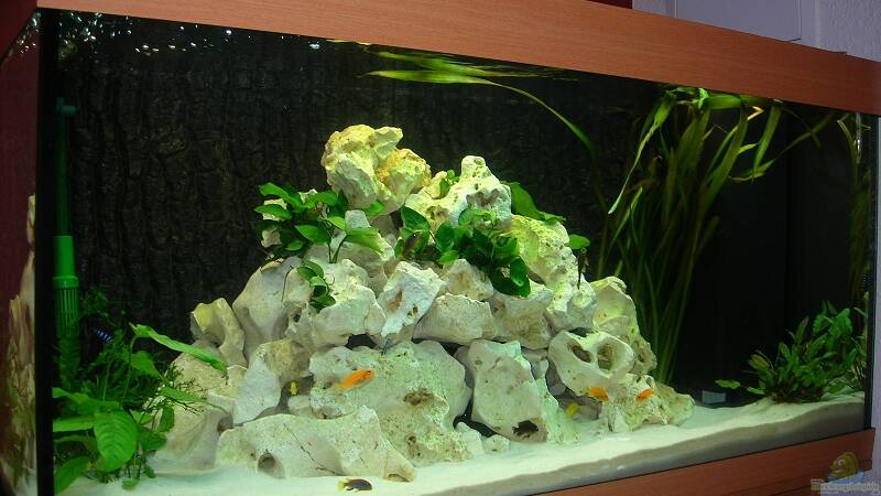 Aquarium Becken 6399 von ehemaliger User (2)