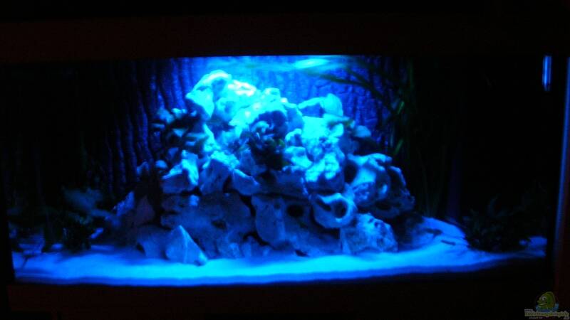 Aquarium Becken 6399 von ehemaliger User (5)