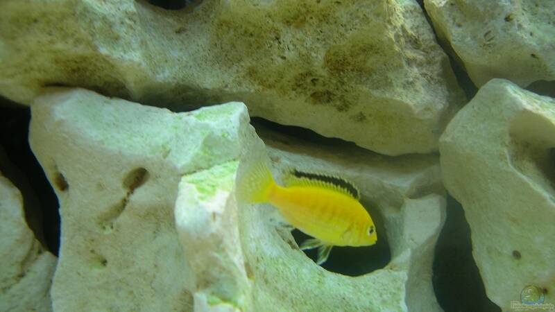 Besatz im Aquarium Becken 6399 von ehemaliger User (14)