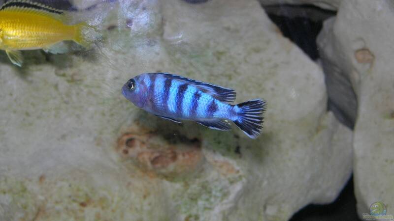 Besatz im Aquarium Becken 6399 von ehemaliger User (18)