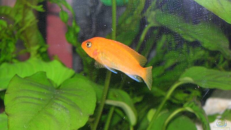 Besatz im Aquarium Becken 6399 von ehemaliger User (19)