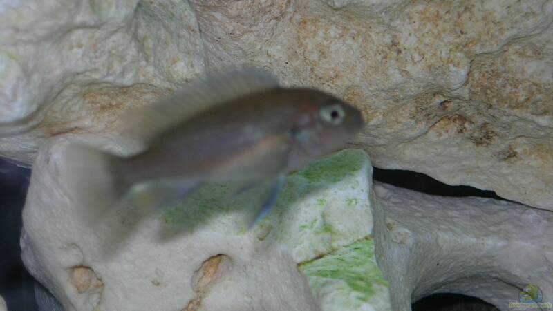 Besatz im Aquarium Becken 6399 von ehemaliger User (20)