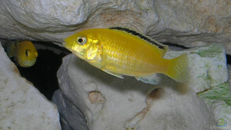 Besatz im Aquarium Becken 6399 von ehemaliger User (21)