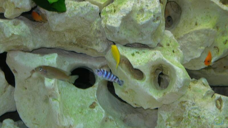 Besatz im Aquarium Becken 6399 von ehemaliger User (23)