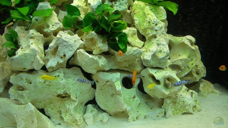 Besatz im Aquarium Becken 6399 von ehemaliger User (24)