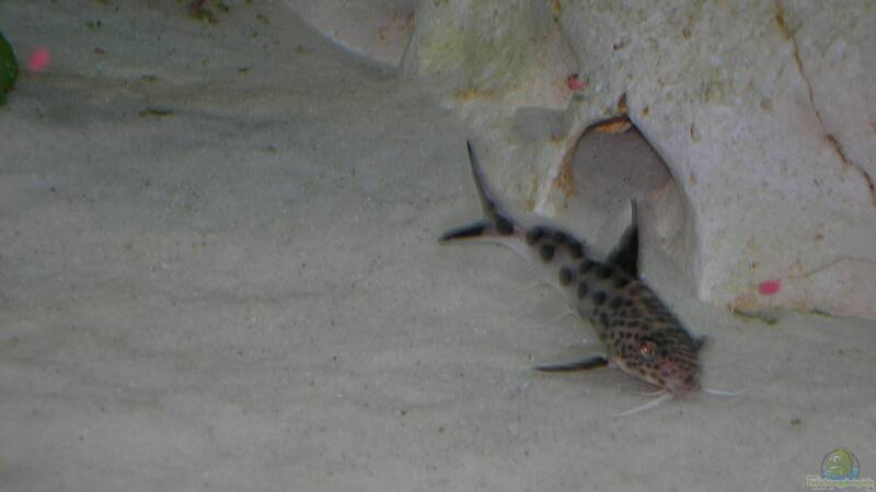 Besatz im Aquarium Becken 6399 von ehemaliger User (25)