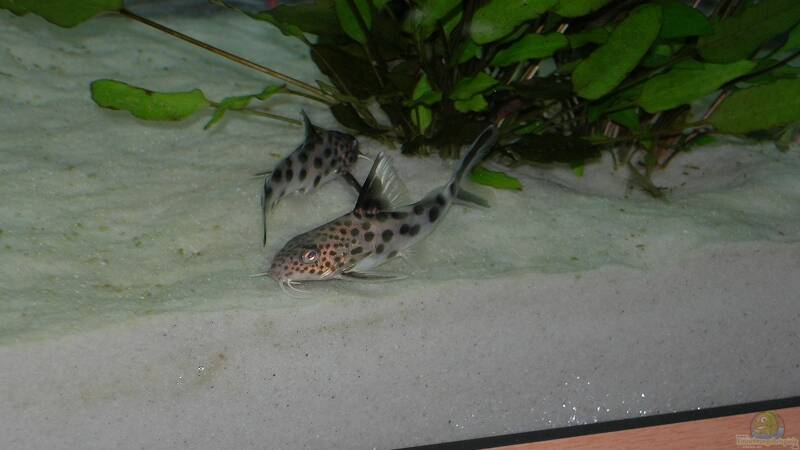 Besatz im Aquarium Becken 6399 von ehemaliger User (26)