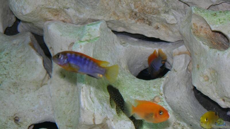 Besatz im Aquarium Becken 6399 von ehemaliger User (29)