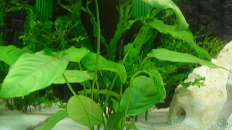 Pflanzen im Aquarium Becken 6399 von ehemaliger User (6)