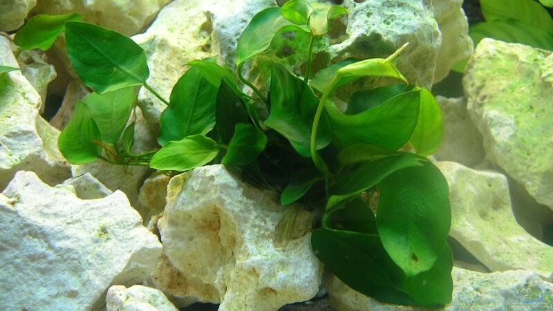 Pflanzen im Aquarium Becken 6399 von ehemaliger User (7)