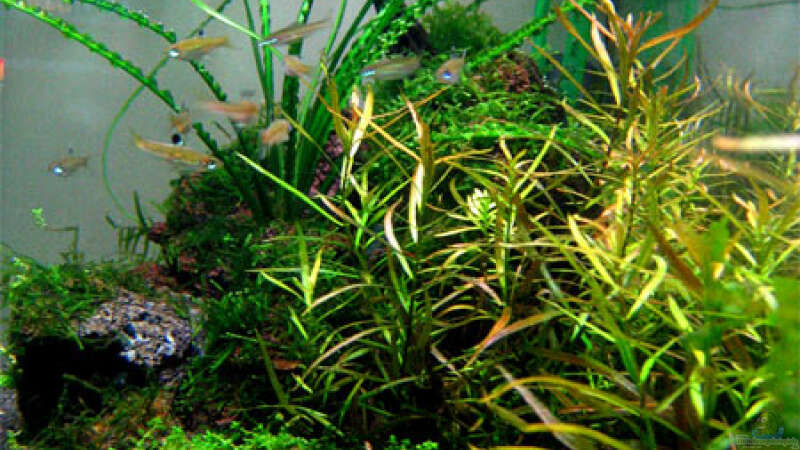 Pflanzen im Aquarium Becken 6424 von senf. (16)