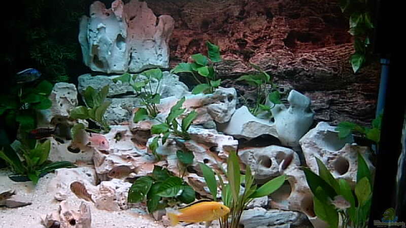 Dekoration im Aquarium Becken 643 von Steffen Langer (6)