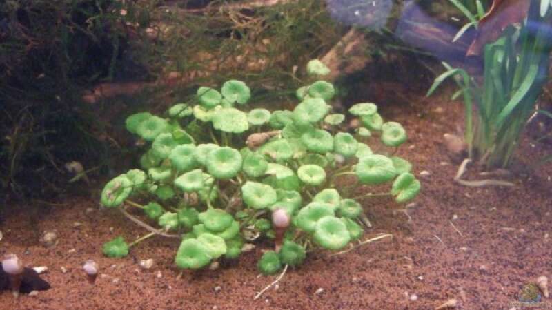Pflanzen im Aquarium Becken 6433 von massilia (5)