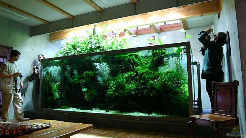 Amanos Privat-Aquarium -> Welche Pflanzen sind das (siehe Fotos)?