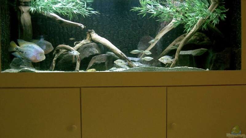 Aquarium jetz von Bert Teseling (4)