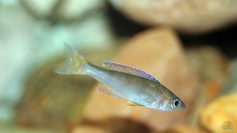 ein heranwachsendes Männchen von den Cyprichromis leptosoma von Bastian Otto (20)