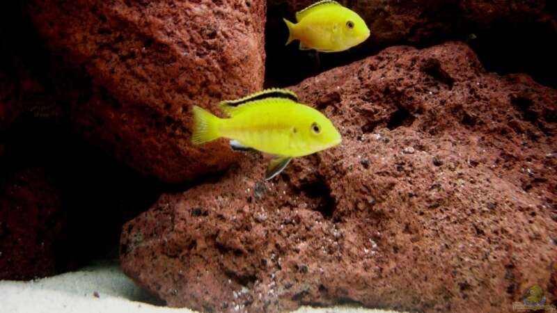 Labidochromis Yellow von Buderas Danas (6)