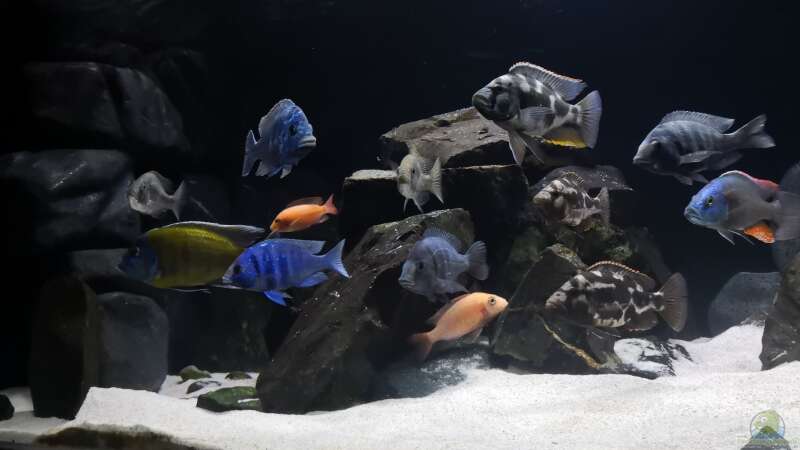 Dekoration im Aquarium Becken 649 von robbe (2)