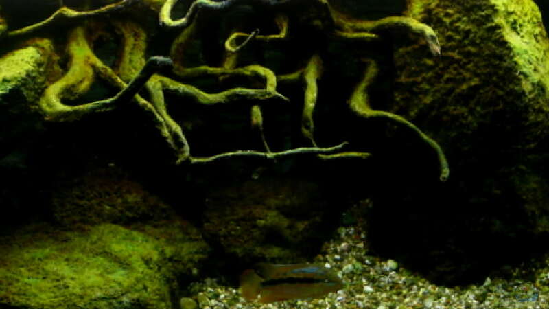 Aquarium Becken 655 von Harry van Scherpenzeel (3)