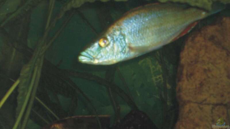 Dimidiochromis compressiceps Bock von Andreas Rode (16)
