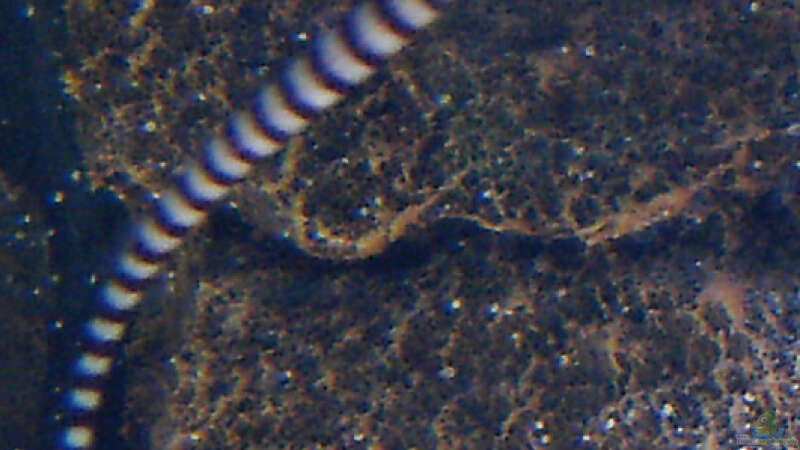 Zebra-Seenadel von Putorius Furo (18)