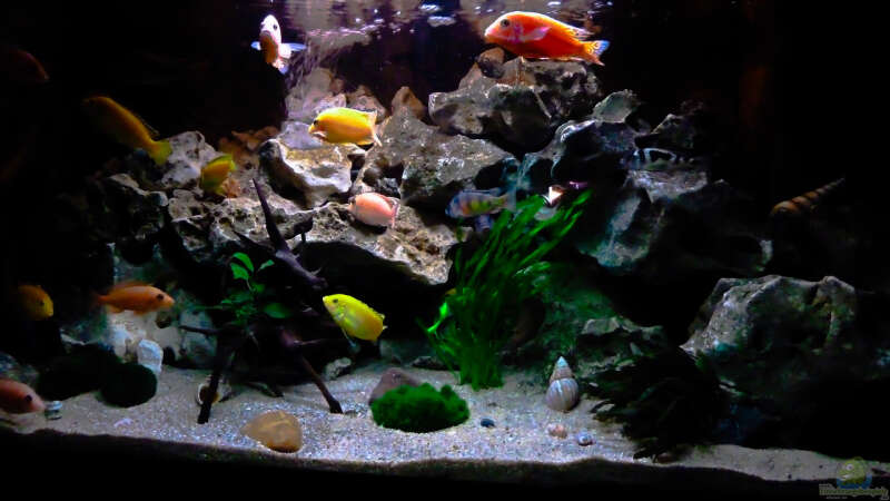 Aquarium African sun von H@rdy &gt;&lt;((((°&gt; (3)